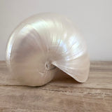 Authentic Rare Nautilus Shell - Polished Pearl