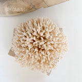 Authentic Coral Pieces - Birdsnest Coral