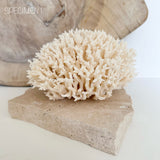 Authentic Coral Pieces - Birdsnest Coral