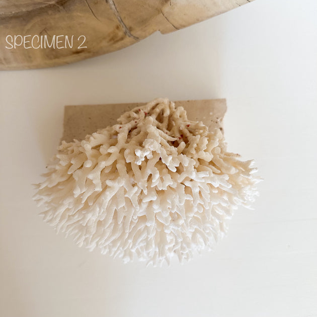 Authentic Coral Pieces - Birdsnest Coral