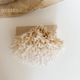Authentic Coral Pieces - Birdsnest Coral