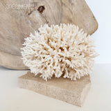 Authentic Coral Pieces - Birdsnest Coral