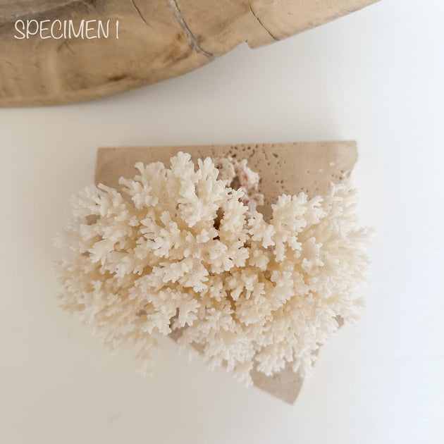 Authentic Coral Pieces - Lace Coral
