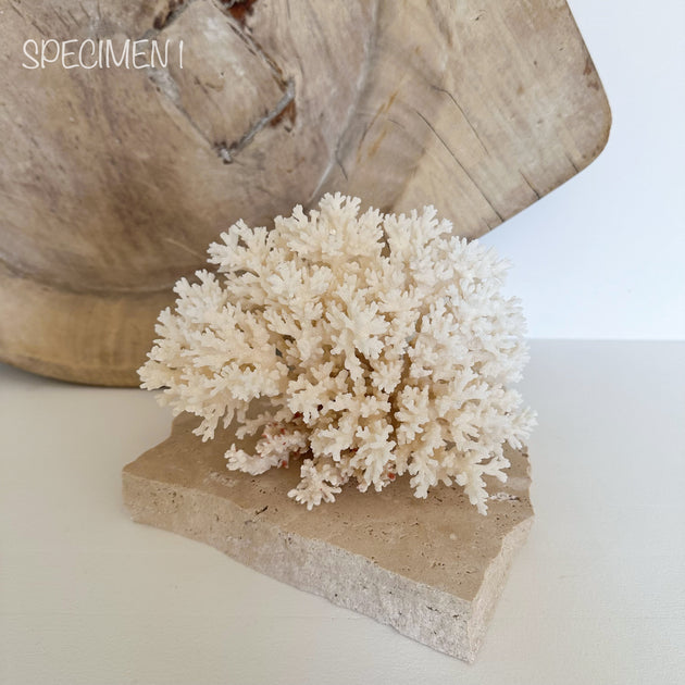 Authentic Coral Pieces - Lace Coral