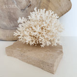 Authentic Coral Pieces - Lace Coral