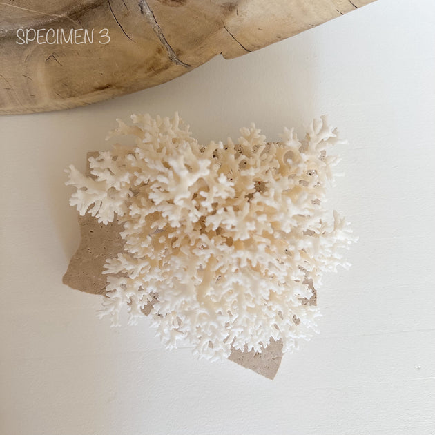 Authentic Coral Pieces - Lace Coral