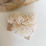 Authentic Coral Pieces - Lace Coral