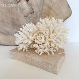 Authentic Coral Pieces - Lace Coral