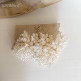 Authentic Coral Pieces - Lace Coral