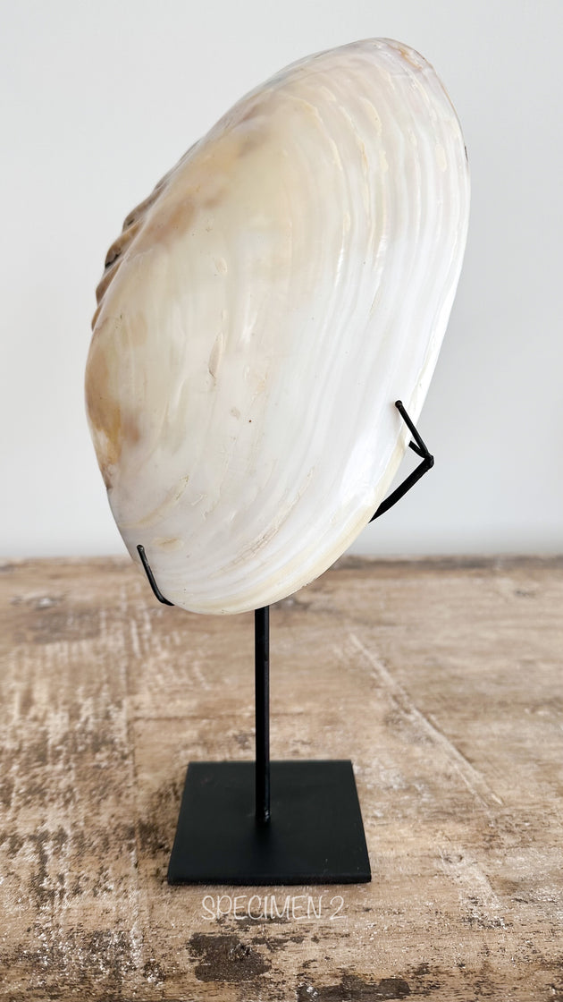 Mother of Pearl Shell