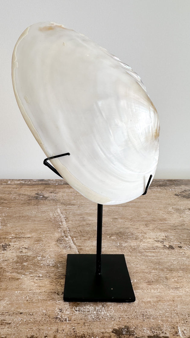 Mother of Pearl Shell