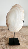 Mother of Pearl Shell