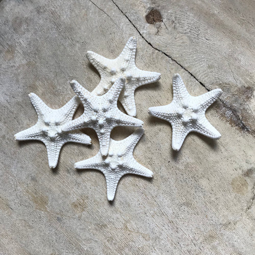 White Thorny Starfish