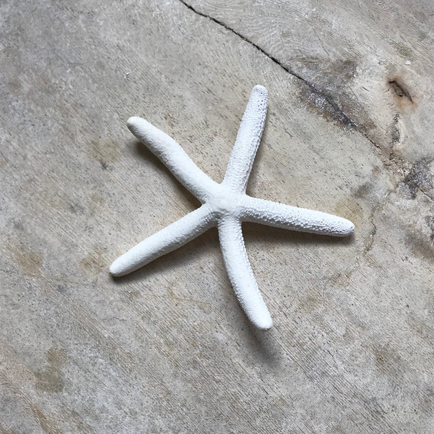 Finger Starfish