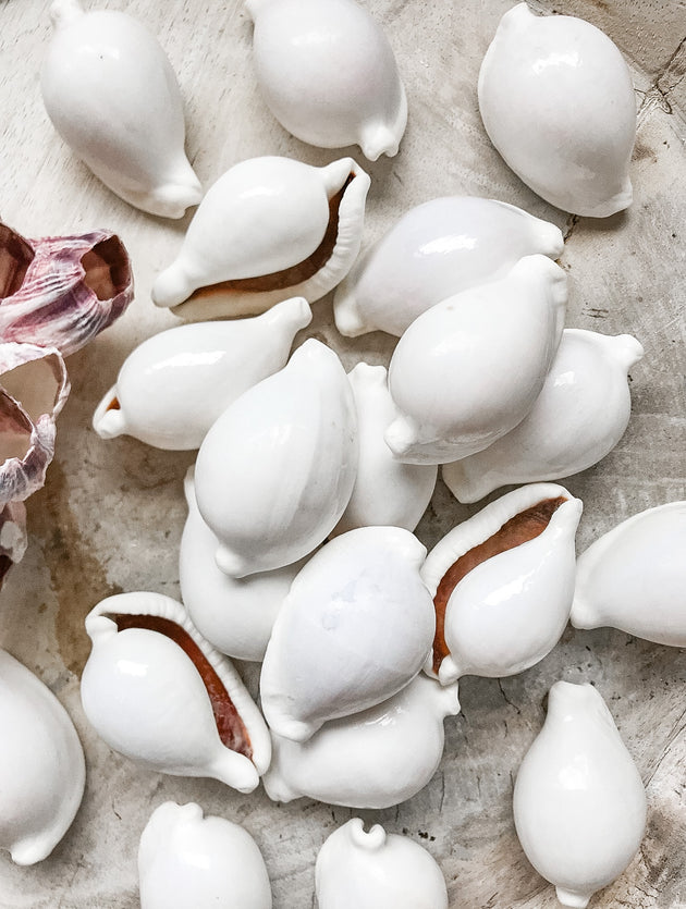 Cowrie Shells