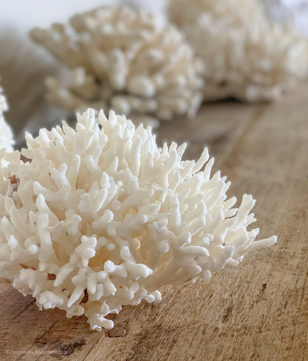 Authentic Coral Pieces - Birdsnest Coral