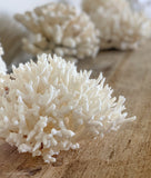 Authentic Coral Pieces - Birdsnest Coral