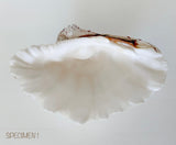 Authentic Clam Shell