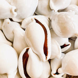 Cowrie Shells