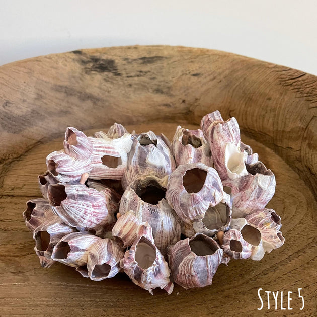Authentic Barnacle Clusters