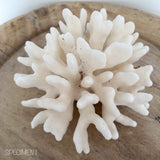 Authentic Coral Pieces - Cauliflower Coral