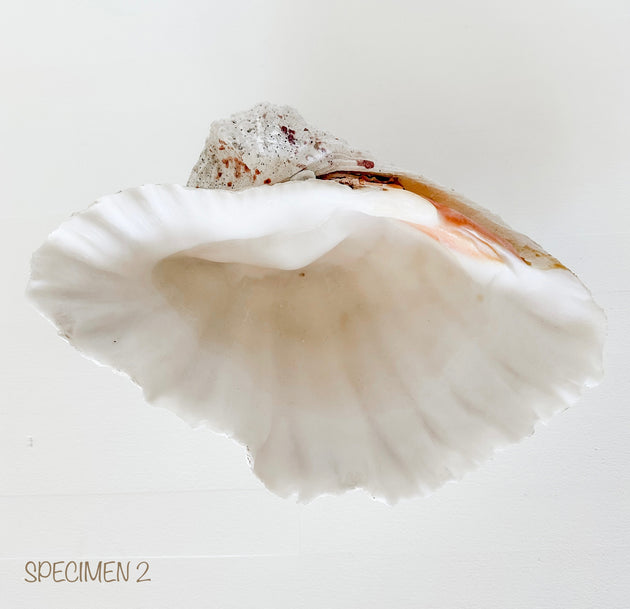 Authentic Clam Shell