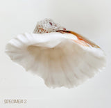 Authentic Clam Shell