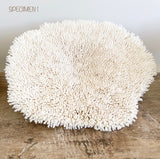 Authentic Coral - Plate Coral - Oversized