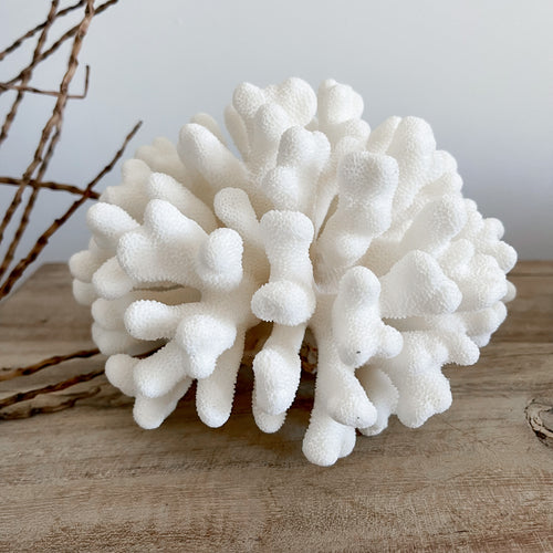 Authentic Coral Pieces - Cauliflower Coral