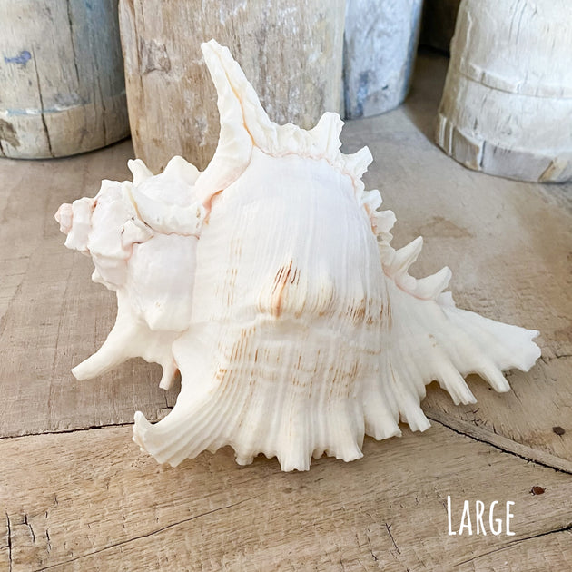 Murex Ramosa Shell