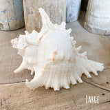 Murex Ramosa Shell