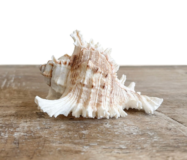 Murex Ramosa Shell