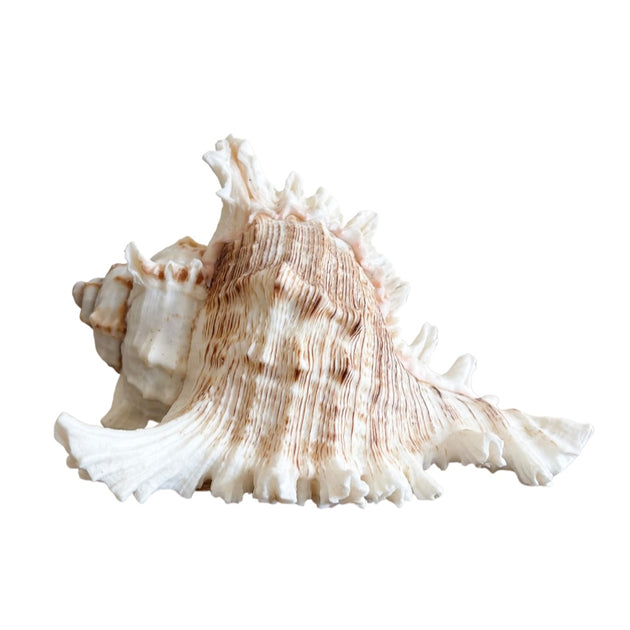 Murex Ramosa Shell