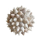 Spiked Shell Ball