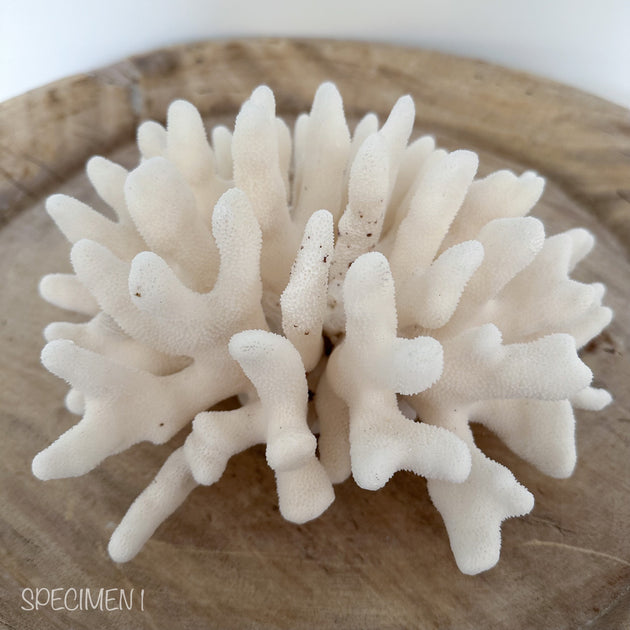 Authentic Coral Pieces - Cauliflower Coral