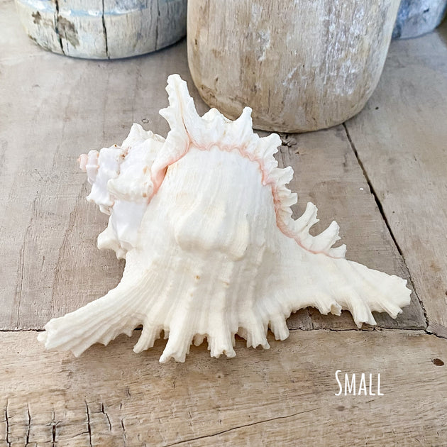 Murex Ramosa Shell