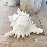 Murex Ramosa Shell