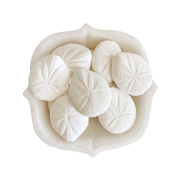 Sand Dollar - White