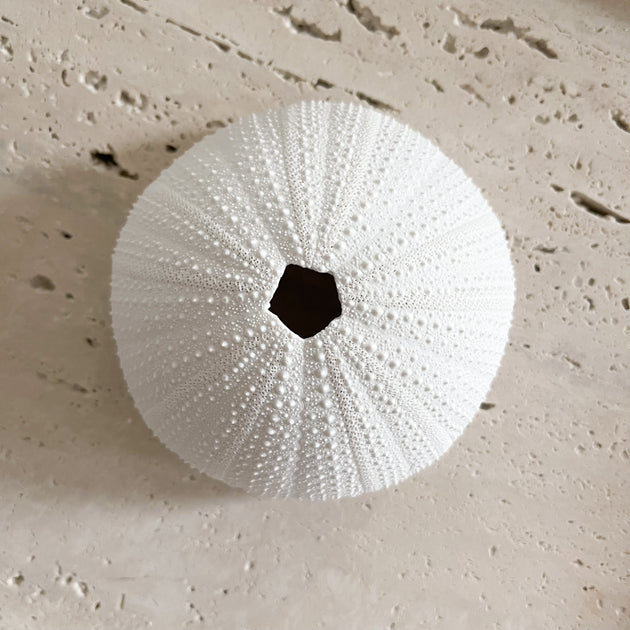 White Polyresin Sea Urchin Coral