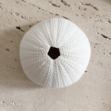 White Polyresin Sea Urchin Coral