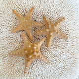 Thorny Starfish - XLGE