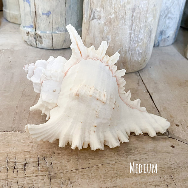 Murex Ramosa Shell