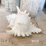 Murex Ramosa Shell
