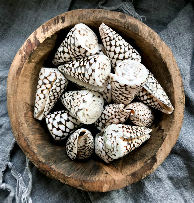 Cone Shells