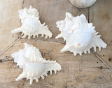 Murex Ramosa Shell