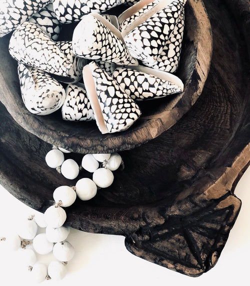 Cone Shells