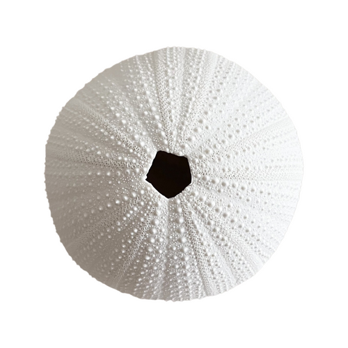 White Polyresin Sea Urchin Coral