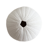 White Polyresin Sea Urchin Coral