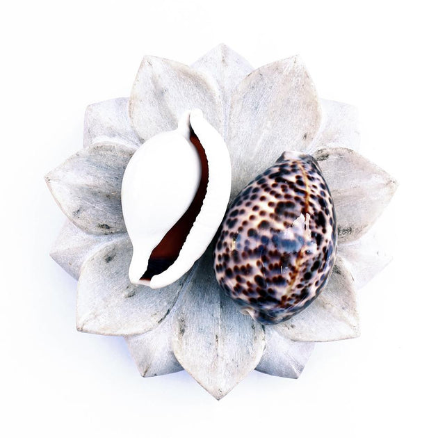 Tiger Cowrie Shells