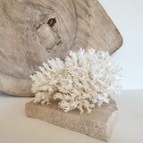 Authentic Coral Pieces - Lace Coral